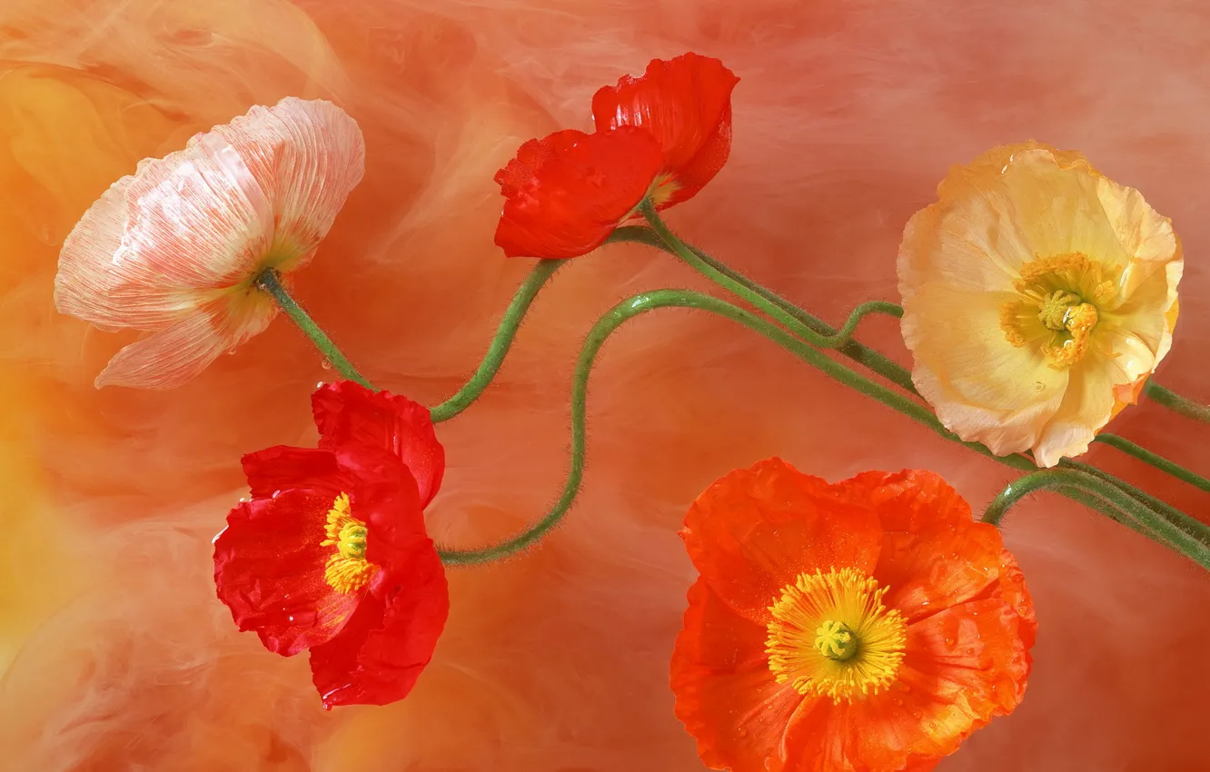 Photo wallpaper color, flowers, paint, figure, Maki, petals, stem, brightness, midway