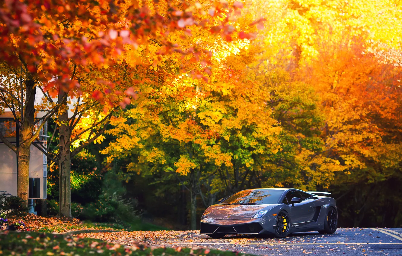 Photo wallpaper autumn, trees, Lamborghini, Superleggera, Gallardo, LP570-4