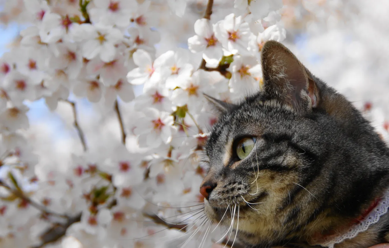 Sakura Cat