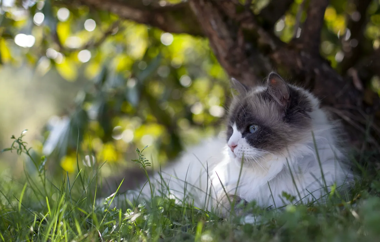 Photo wallpaper cat, summer, nature