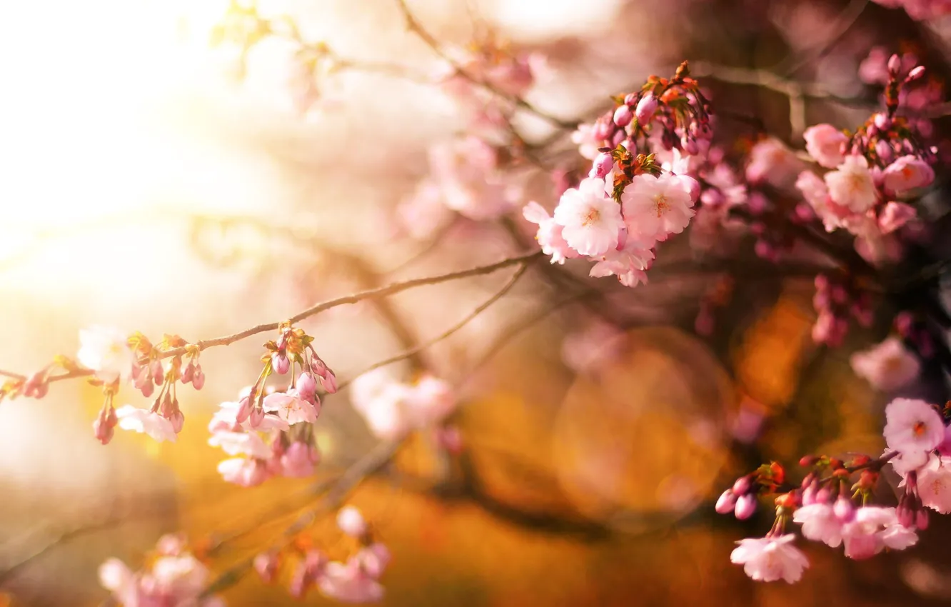 Photo wallpaper flowers, cherry, tree, spring, Sakura