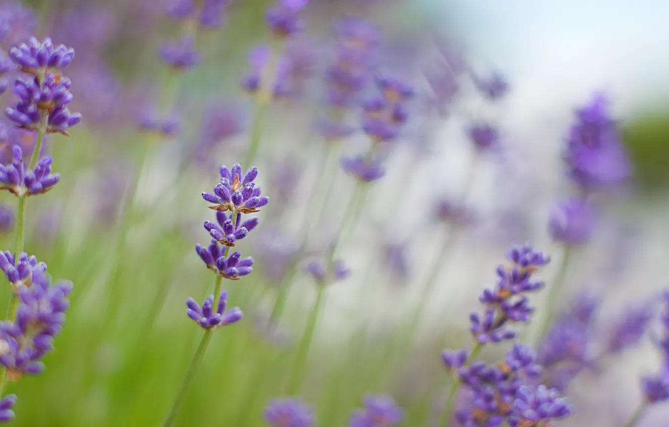 Wallpaper macro, flowers, blur, lavender, lilac, Lavender images for  desktop, section цветы - download