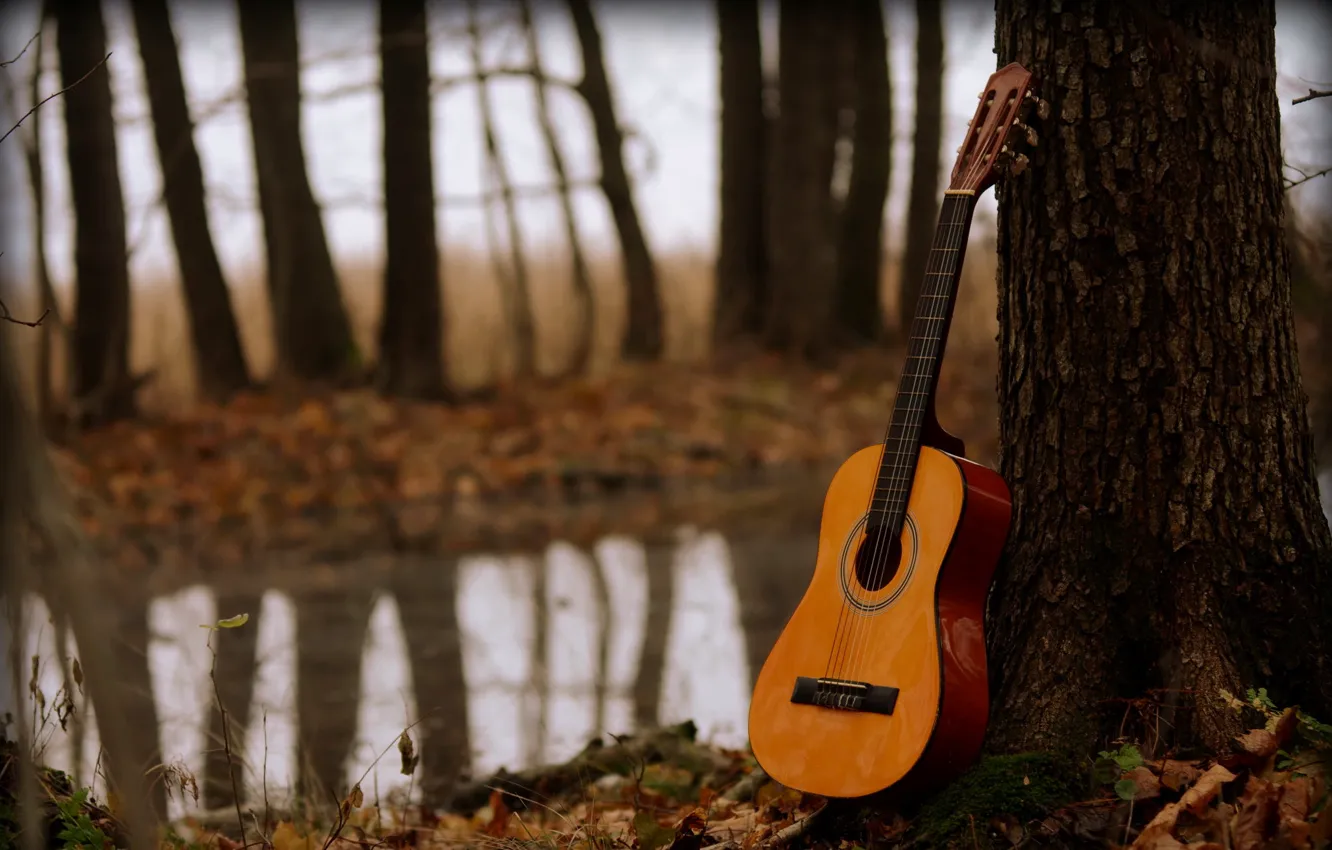 Wallpaper music, tree, guitar images for desktop, section музыка - download