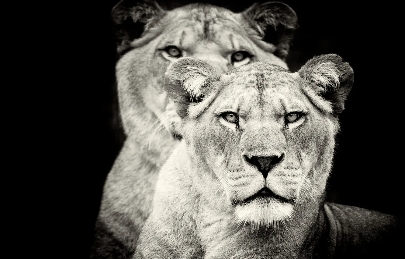 Wallpaper predators, lions, lioness images for desktop, section кошки -  download