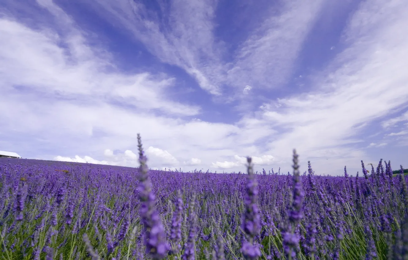 Wallpaper field, the sky, clouds, flowers, nature, lavender images for  desktop, section цветы - download