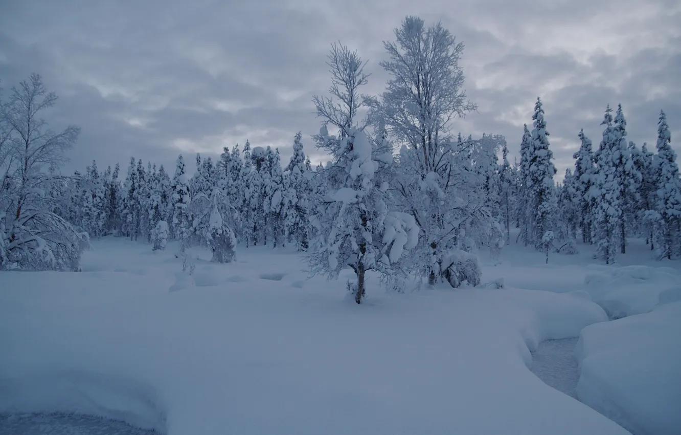Photo wallpaper winter, forest, snow, trees, stream, the snow, Finland, Finland, Lapland, Lapland, Saariselkä, Saariselkä