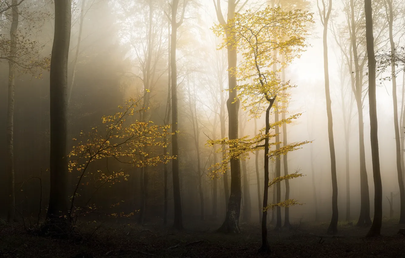 Photo wallpaper autumn, forest, nature, haze