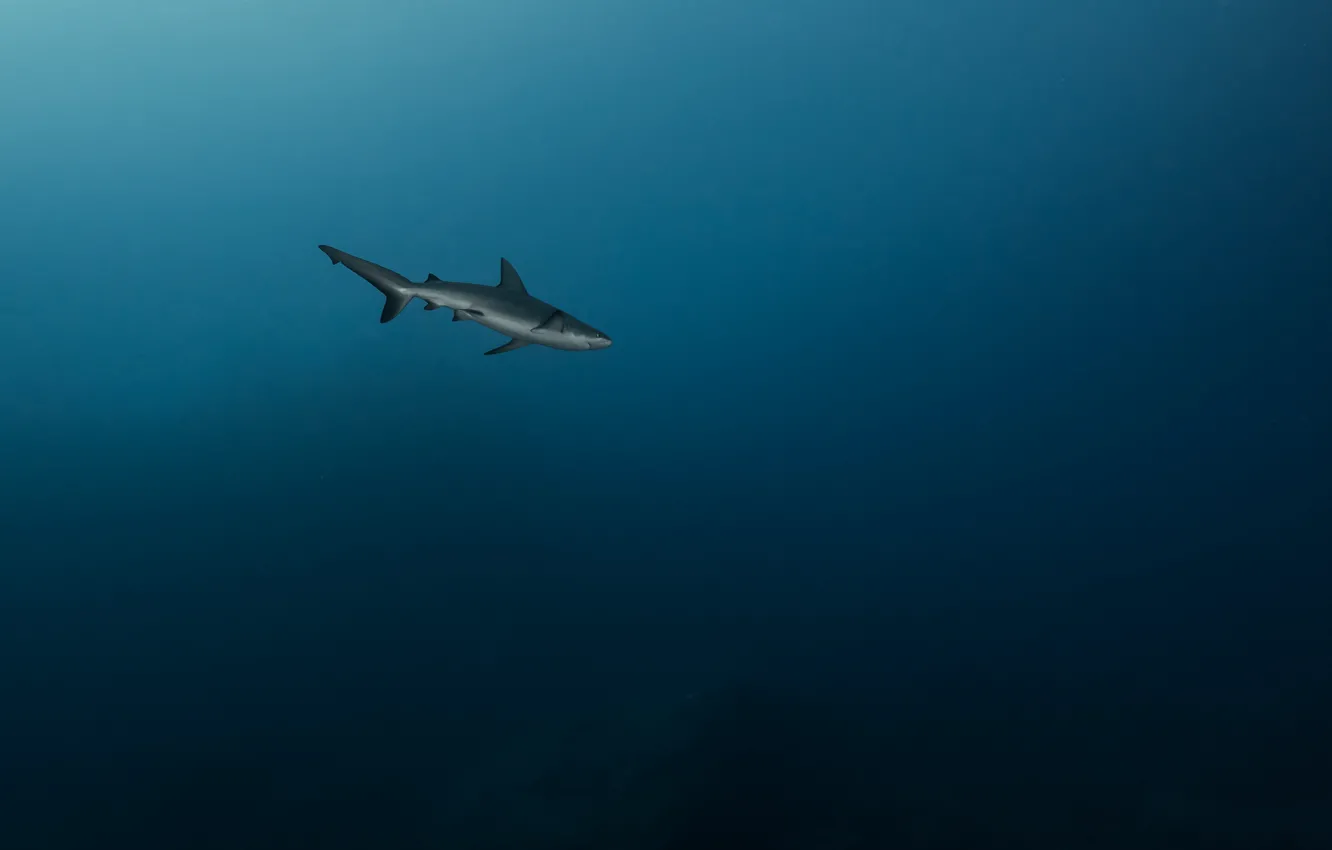 Photo wallpaper sea, predator, shark, depth, under water