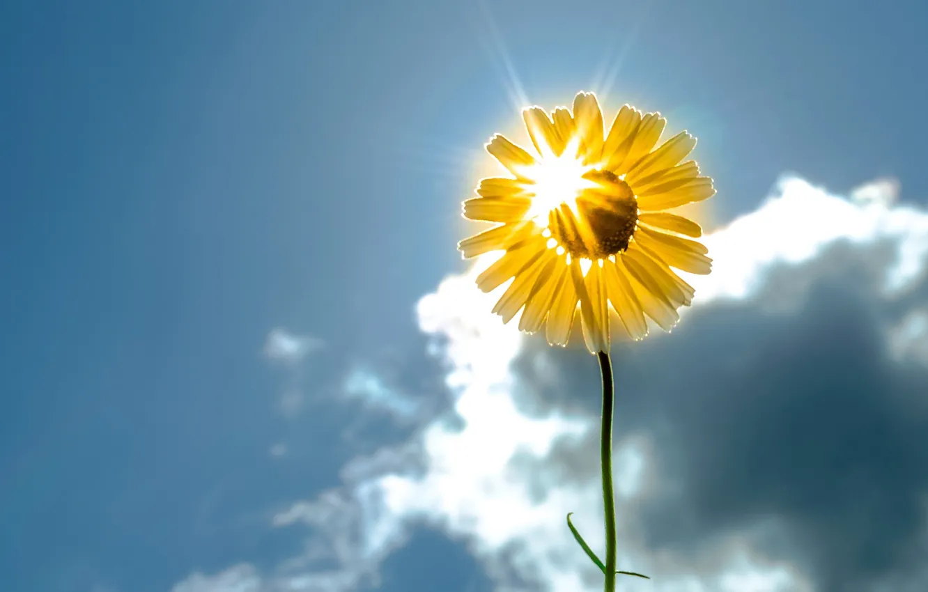 Photo wallpaper flower, the sky, the sun, flowers, background, widescreen, Wallpaper, sunflower, wallpaper, flower, widescreen, background, sun, …