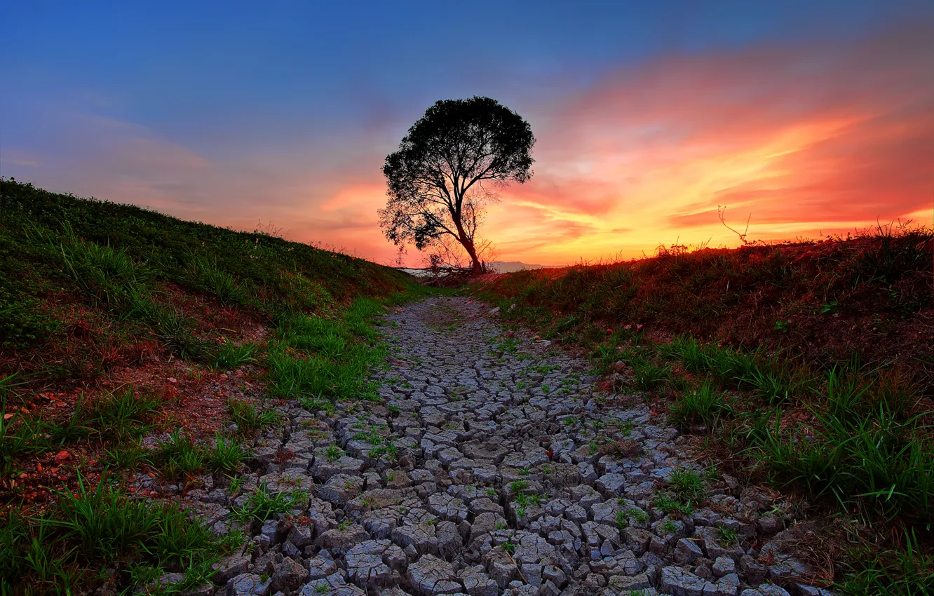 Wallpaper the sky, grass, sunset, cracked, tree, the ground images for  desktop, section природа - download