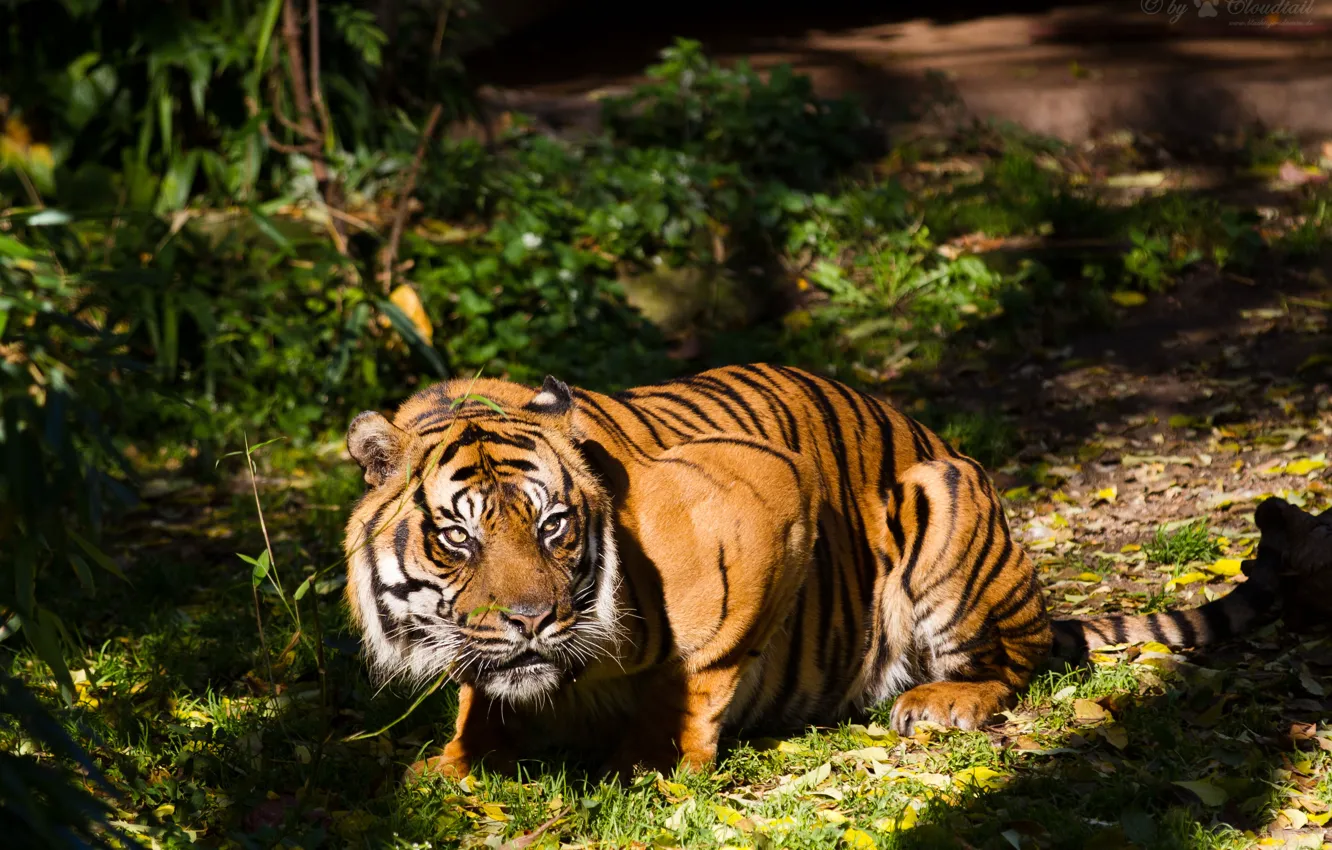 Photo wallpaper cat, look, the sun, tiger, Sumatran