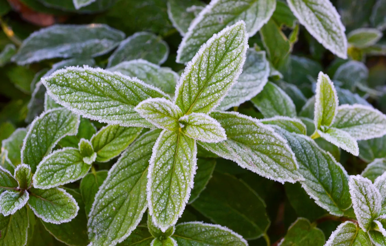 Photo wallpaper frost, greens, freshness, frost, mint, cool, freezing, frosty mint