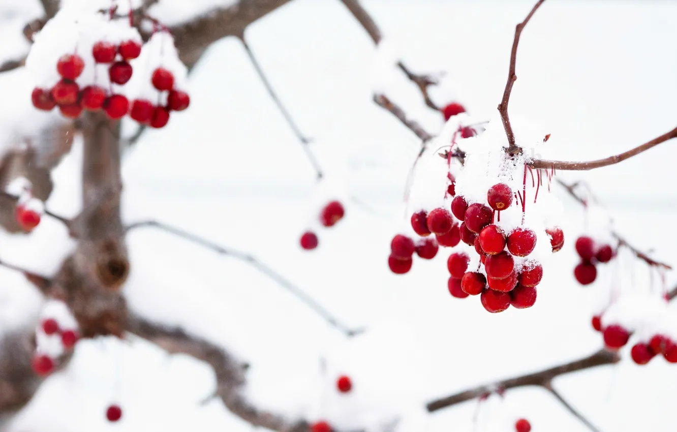 macro, snow, branches, red, berries