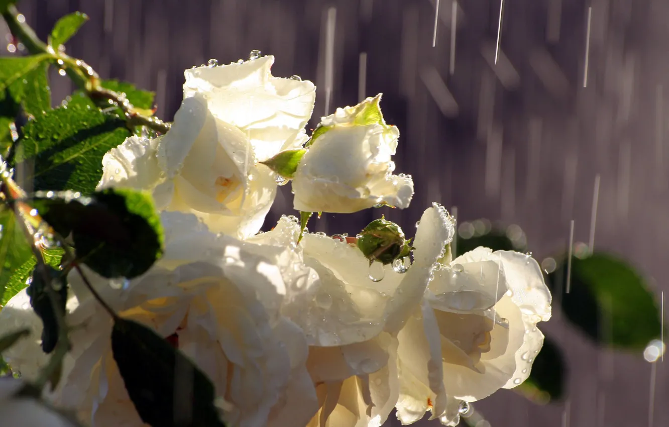 Photo wallpaper water, drops, rain, roses, bouquet, white, buds