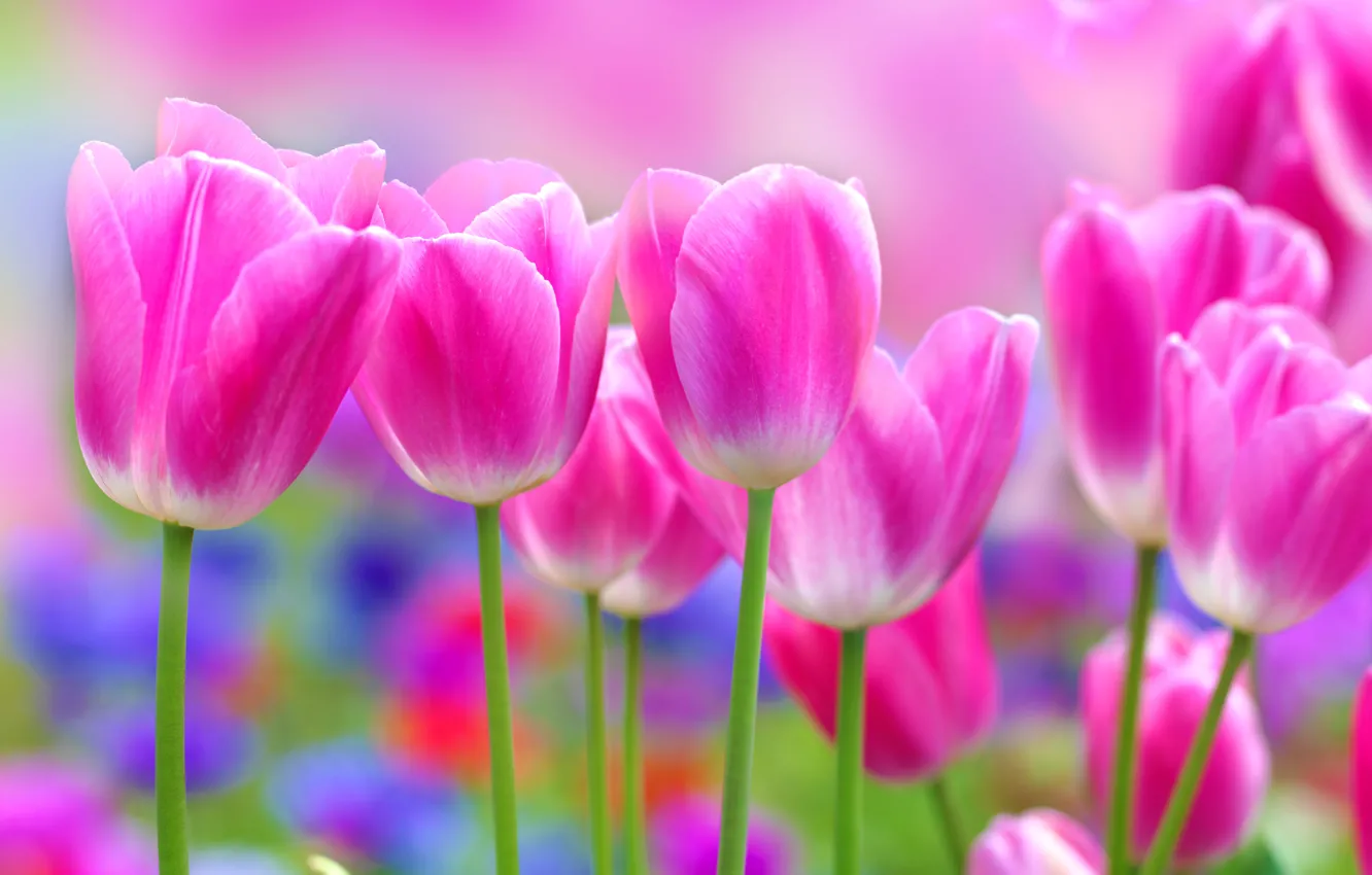 Photo wallpaper flowers, Tulip, pink tulips