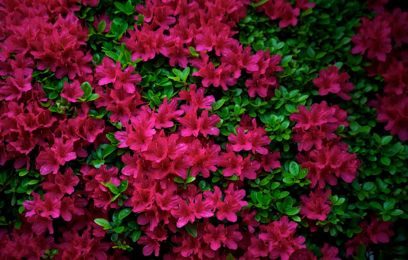Wallpaper leaves, flowers, Azalea, Azalea images for desktop, section цветы  - download