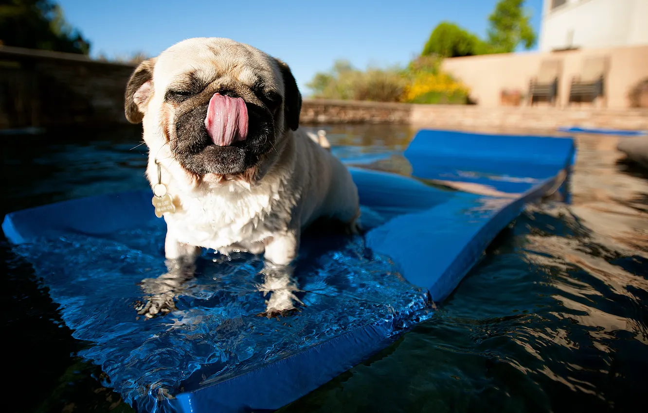 Wallpaper water, background, dog, pug images for desktop, section собаки -  download