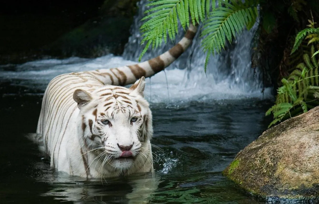 Photo wallpaper cat, tiger, white tiger, tiger, white tiger