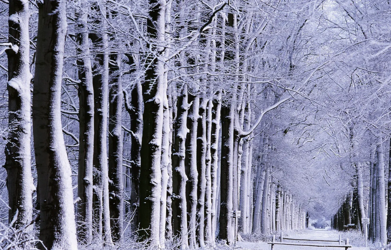 Photo wallpaper winter, road, forest, snow, trees, nature, mood, mood, winter, road, alley, parks, alley