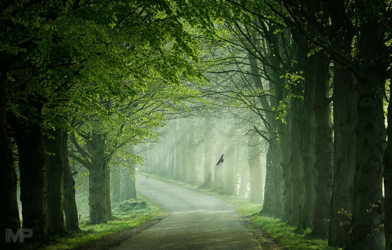 Photo wallpaper road, light, trees, birds, spring