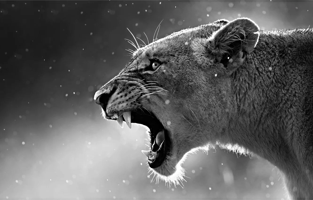 Wallpaper steam, animal, black and white, lioness, cold, mouth, catch,  howling images for desktop, section животные - download