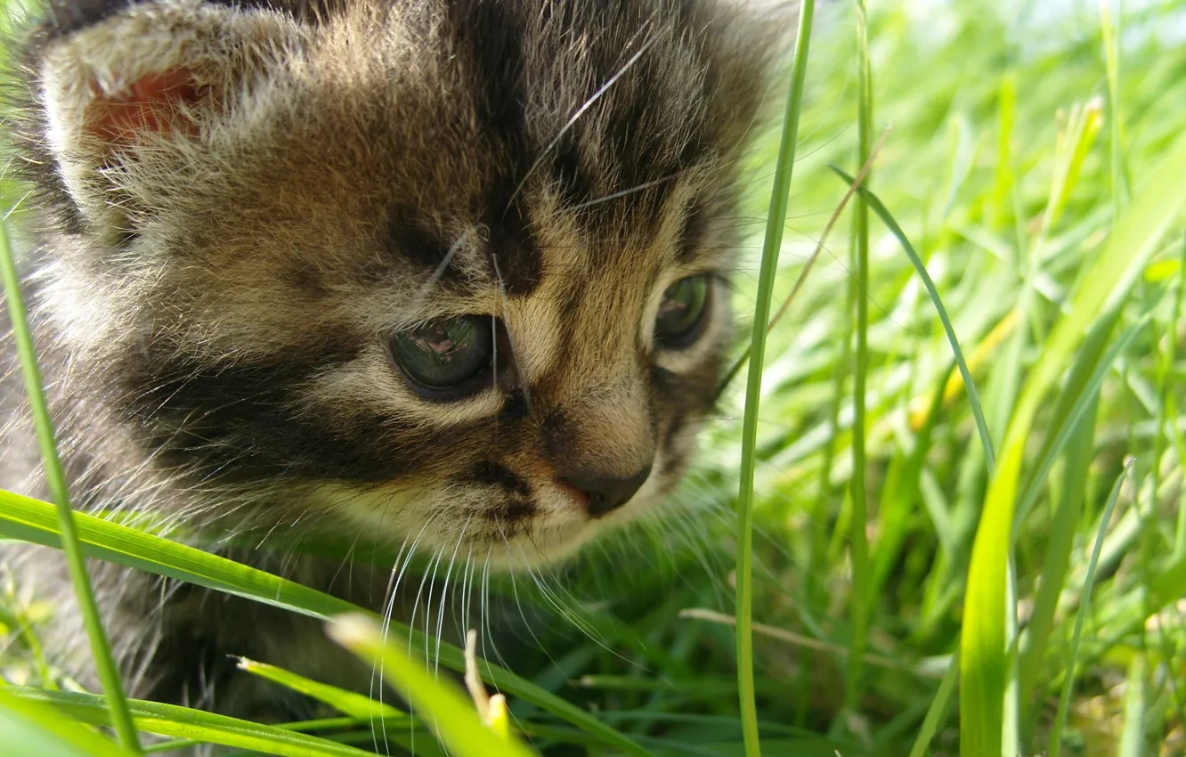 Photo wallpaper grass, the, cat, baby