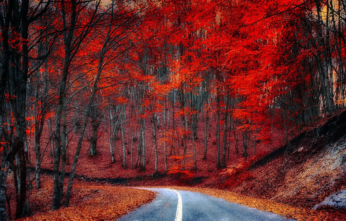 Wallpaper road, autumn, forest, leaves, trees, the crimson images for ...