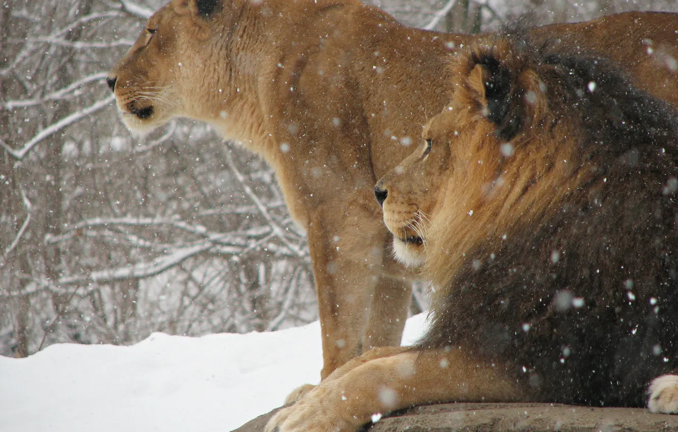 Photo wallpaper winter, snow, cats, Wallpaper, Leo, the king of beasts, Animals, lioness