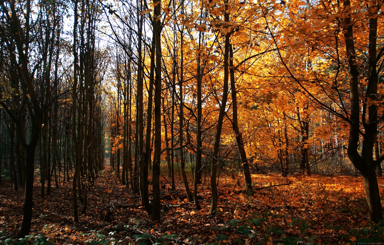 Wallpaper Autumn, Trees, Germany, Way Of Wood images for desktop ...