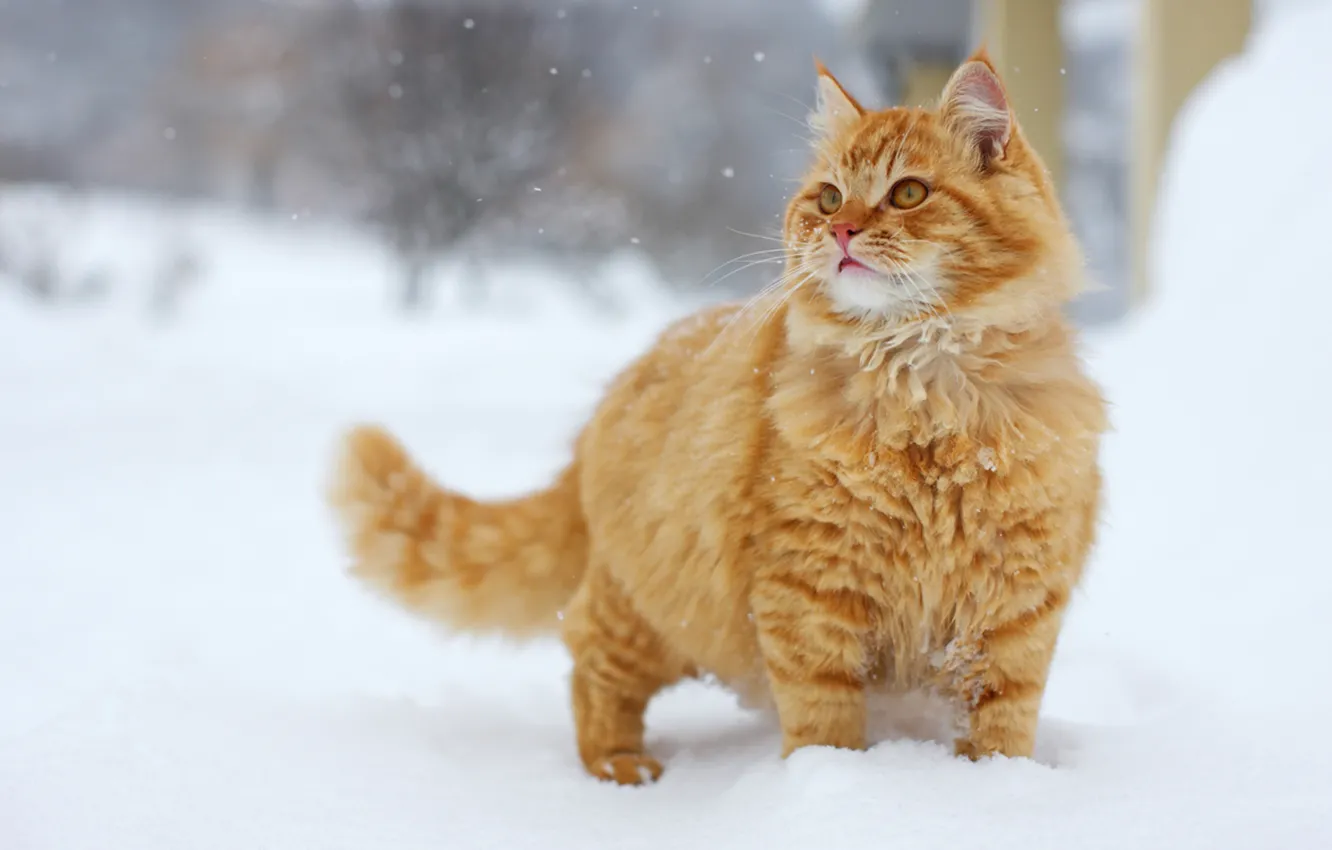 Photo wallpaper cat, snow, red