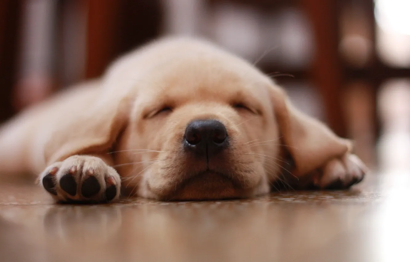 Photo wallpaper dog, nose, floor, puppy, puppy, dog, floor, nose