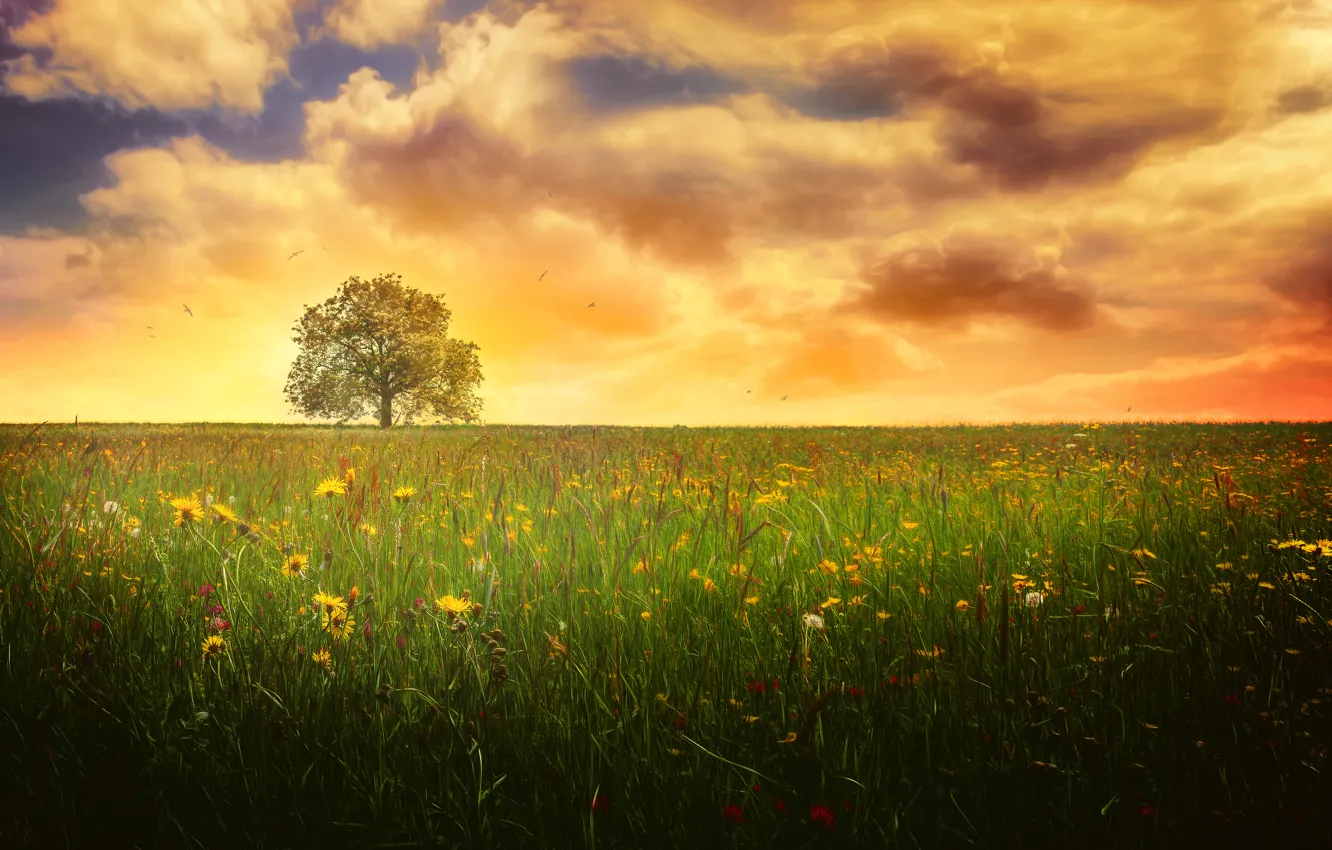 Wallpaper field, summer, the sky, clouds, tree, treatment, Lonely tree  images for desktop, section природа - download