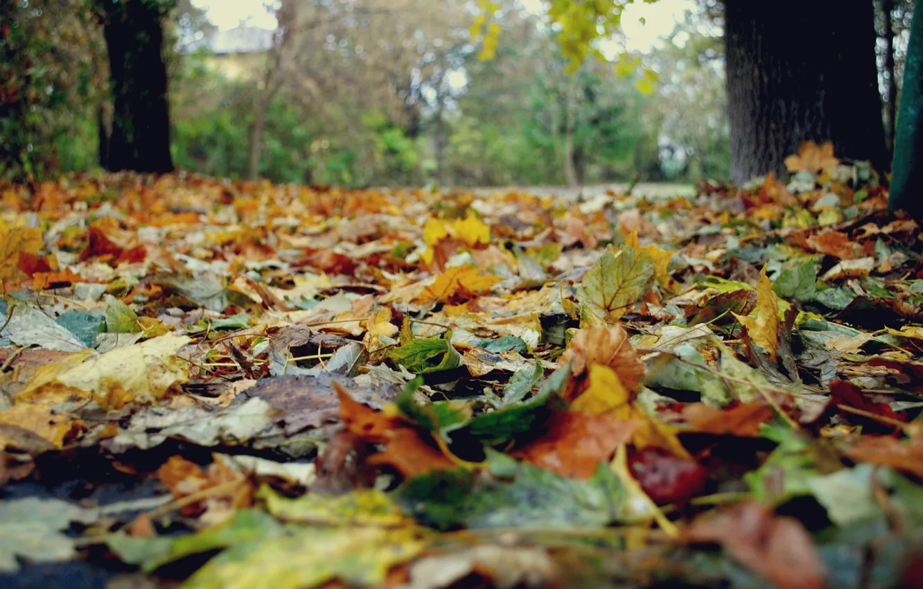 Photo wallpaper autumn, leaves, trees, nature, yellow