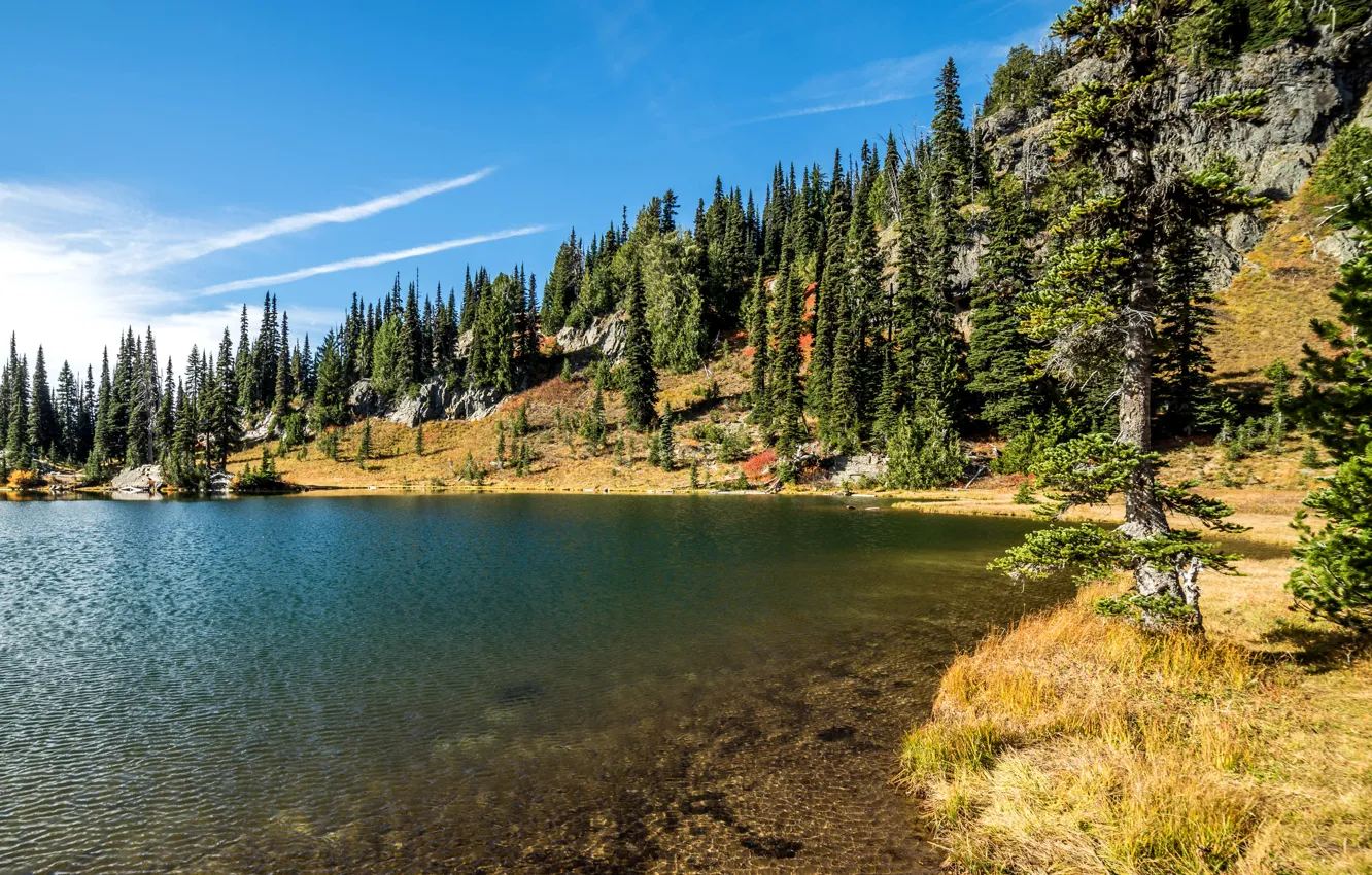 Wallpaper trees, lake, stones, shore, USA, Rocky Mountain National Park ...