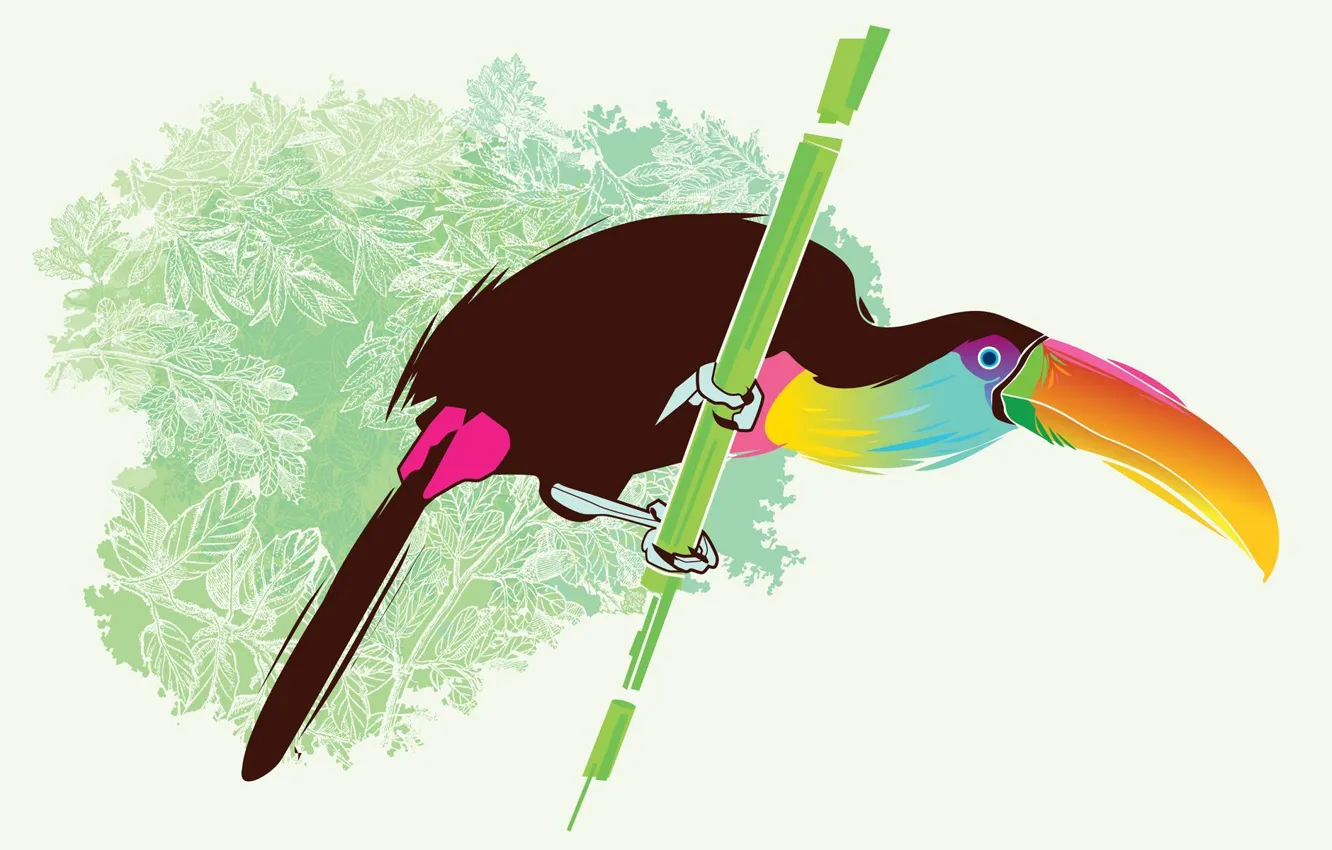Photo wallpaper color, bird, vector, Toucan