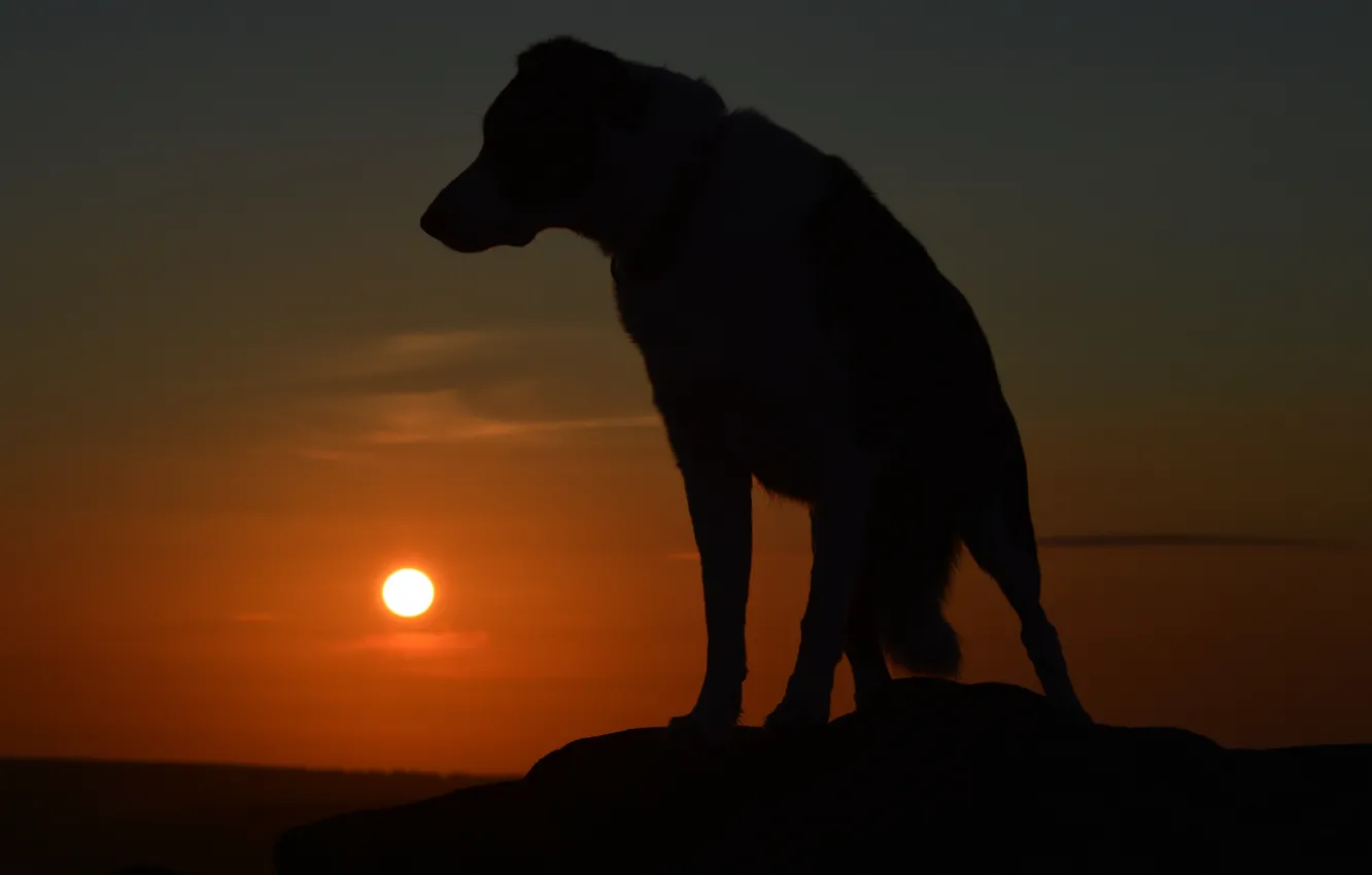 Wallpaper each, dog, silhouette, dog images for desktop, section собаки -  download