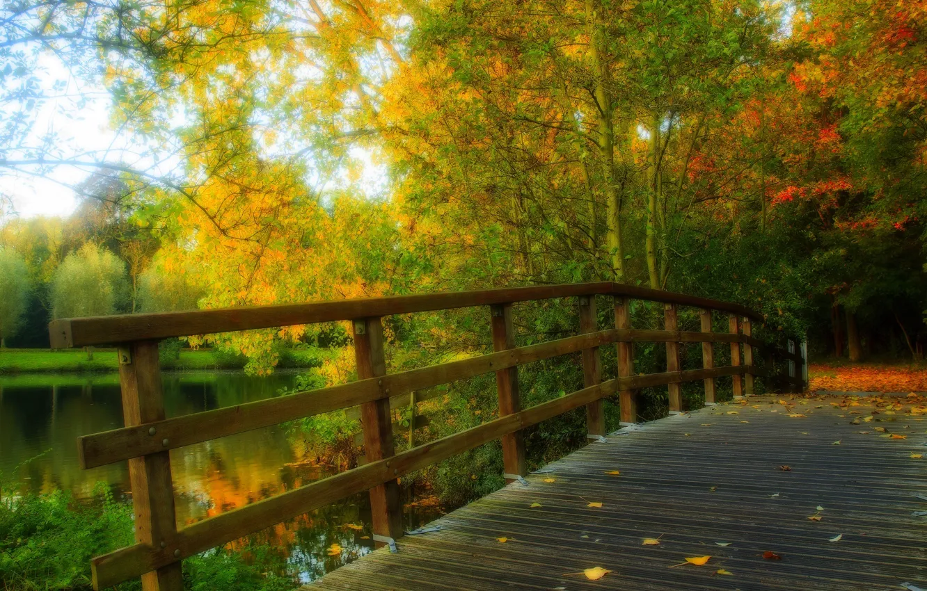 Wallpaper Autumn Forest Leaves Water Trees Bridge Nature Park