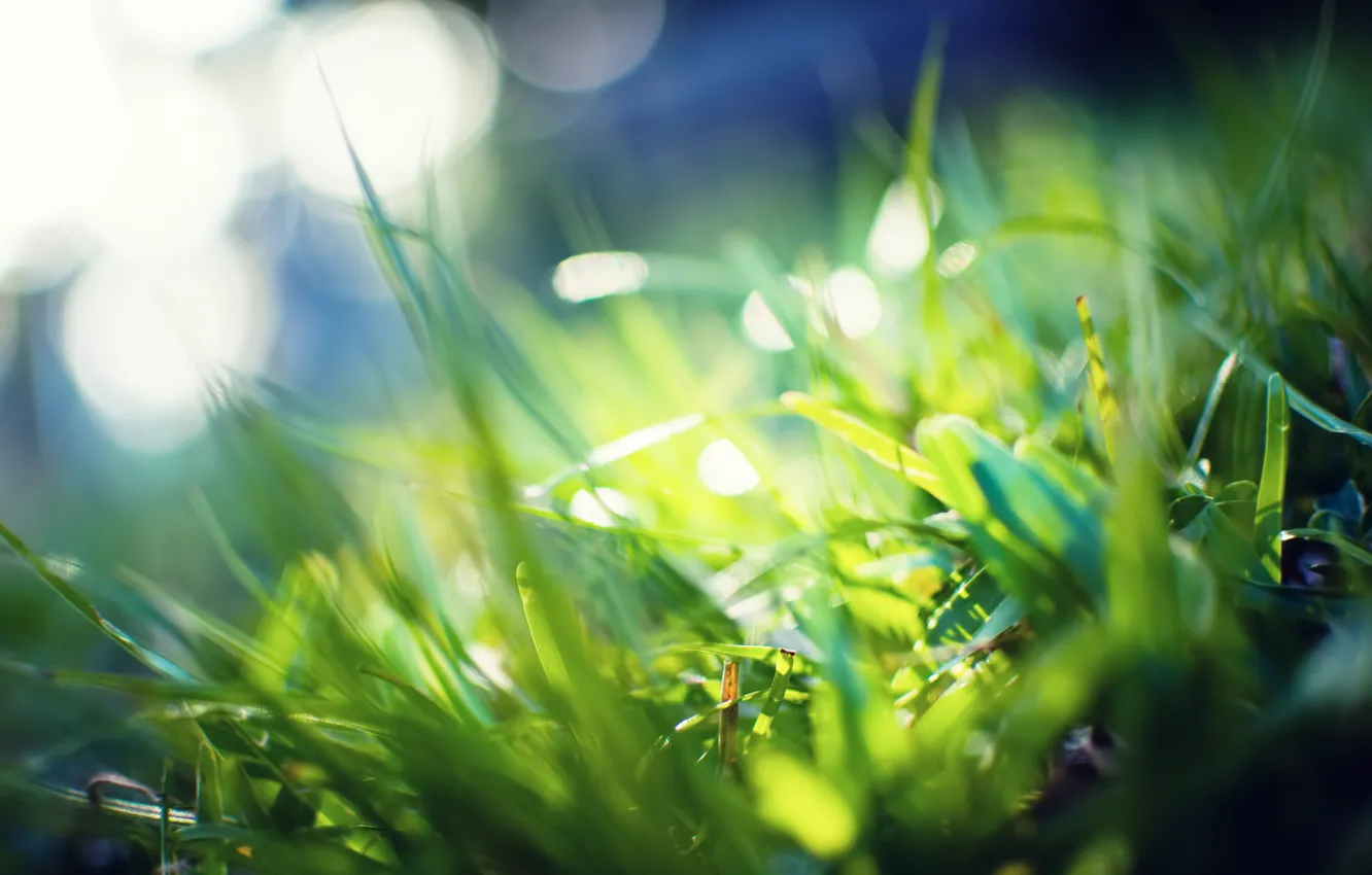 Photo wallpaper greens, grass, macro, rays, light, photo, background, green, Wallpaper, plants
