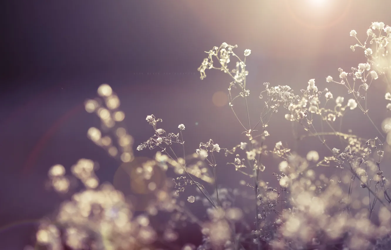 Wallpaper the sun, macro, rays, light, flowers, nature, plant, dry, the dried  flowers images for desktop, section макро - download