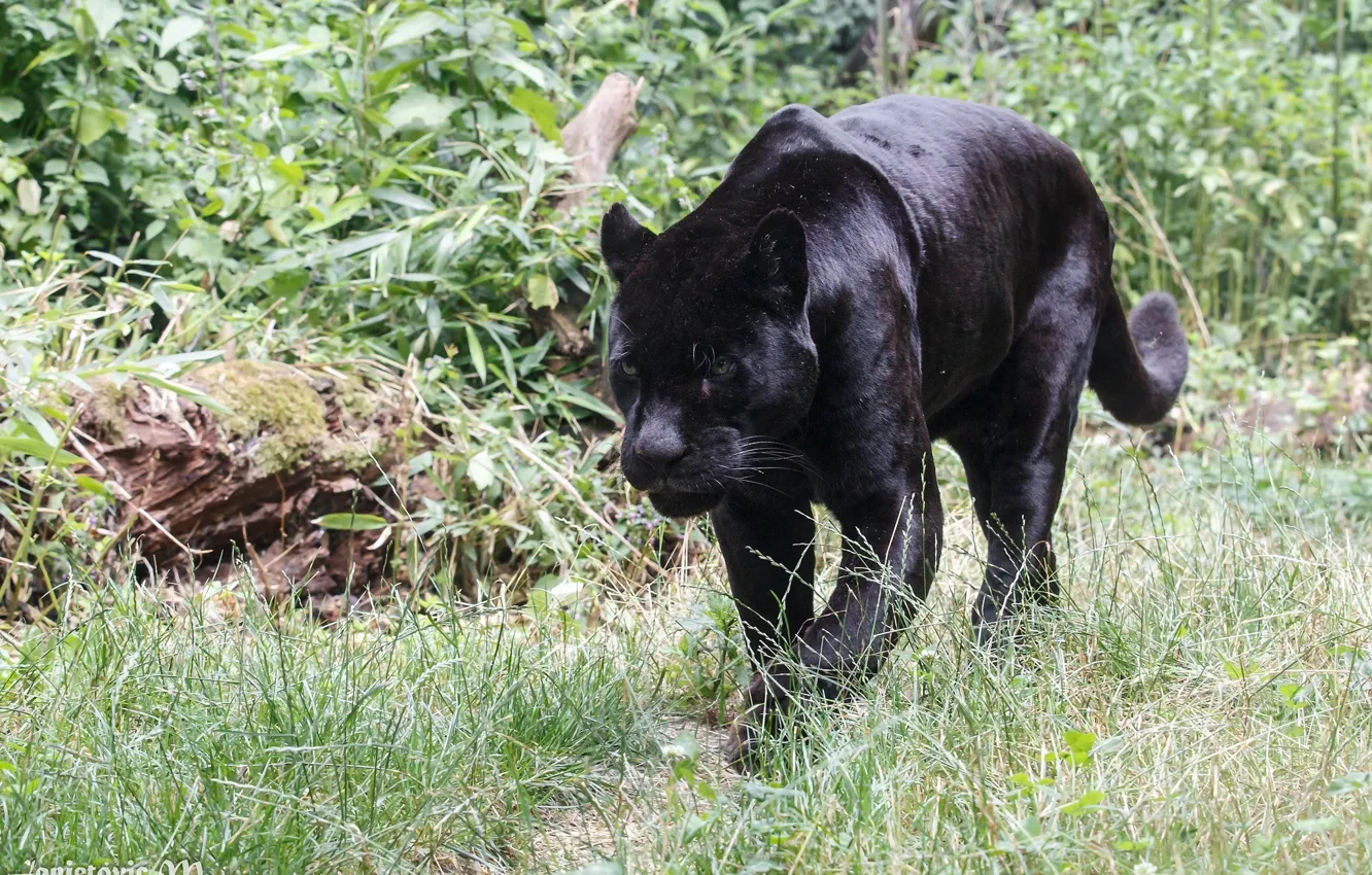 Wallpaper predator, Panther, wild cat, zoo, black Jaguar images for  desktop, section кошки - download