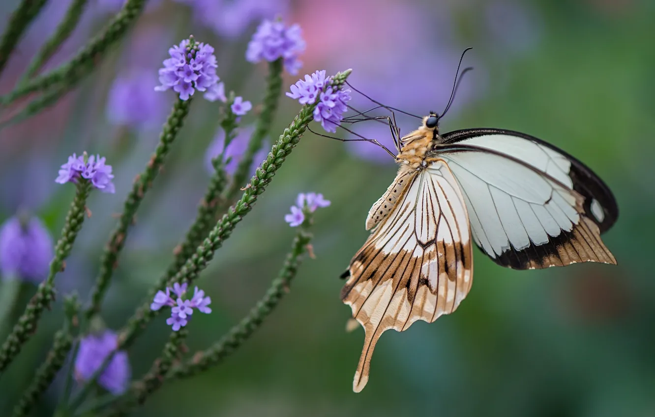 Photo wallpaper flowers, butterfly, wings, insect, swallowtail