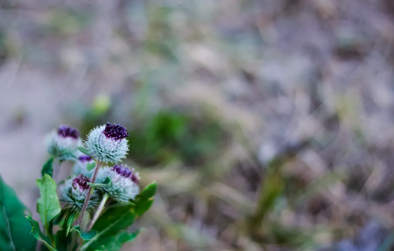 Photo wallpaper flower, purple, macro, nature, green, photo, plant, blur