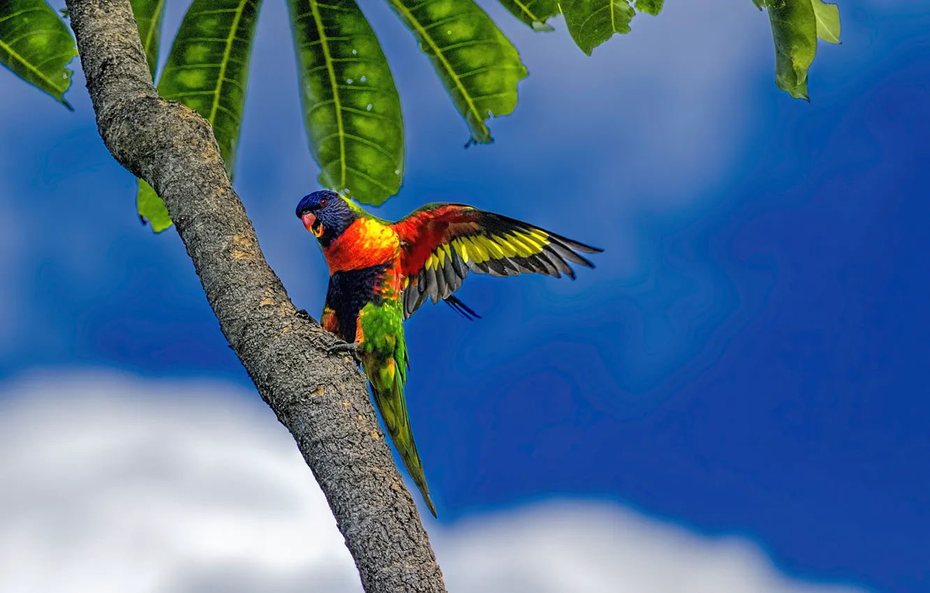Photo wallpaper the sky, leaves, clouds, tropics, Palma, blue, parrot, multicolor lorikeet