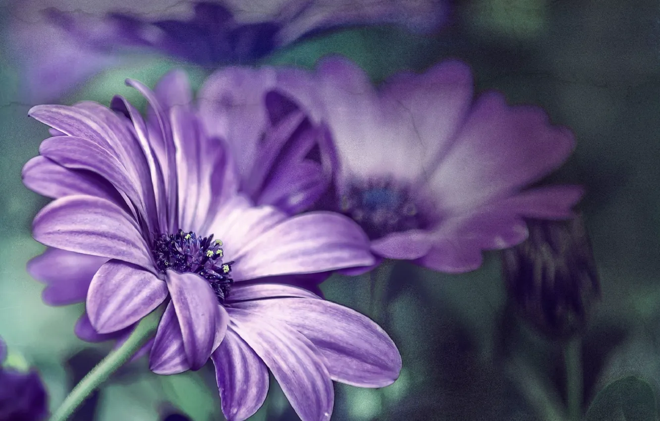 Wallpaper flower, purple, flowers, Daisy, flower, flowers, purple ...