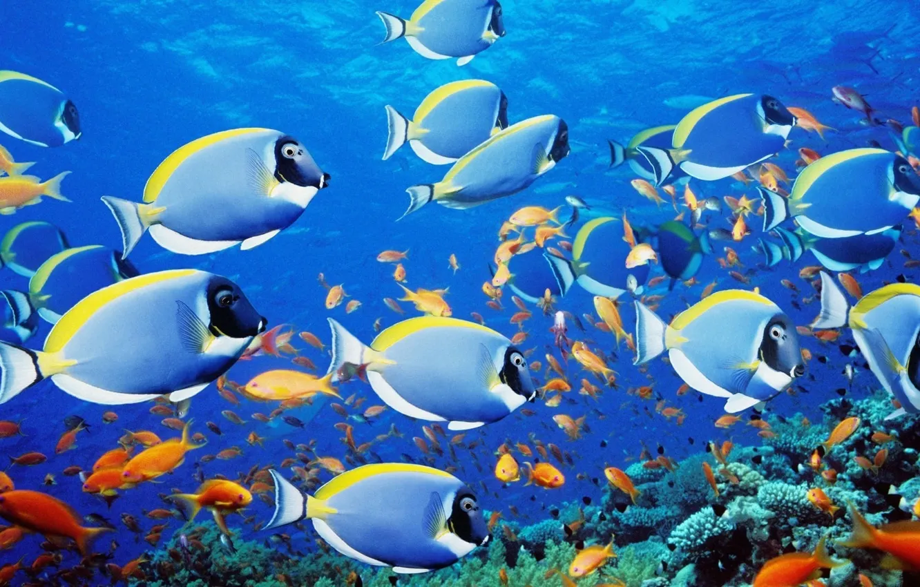 Wallpaper fish, photo, beautiful, under water images for desktop, section  природа - download