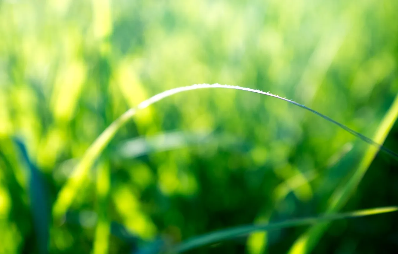 Photo wallpaper greens, the sun, macro, rays, nature, background, morning, stem, day, nature, morning, sun, day