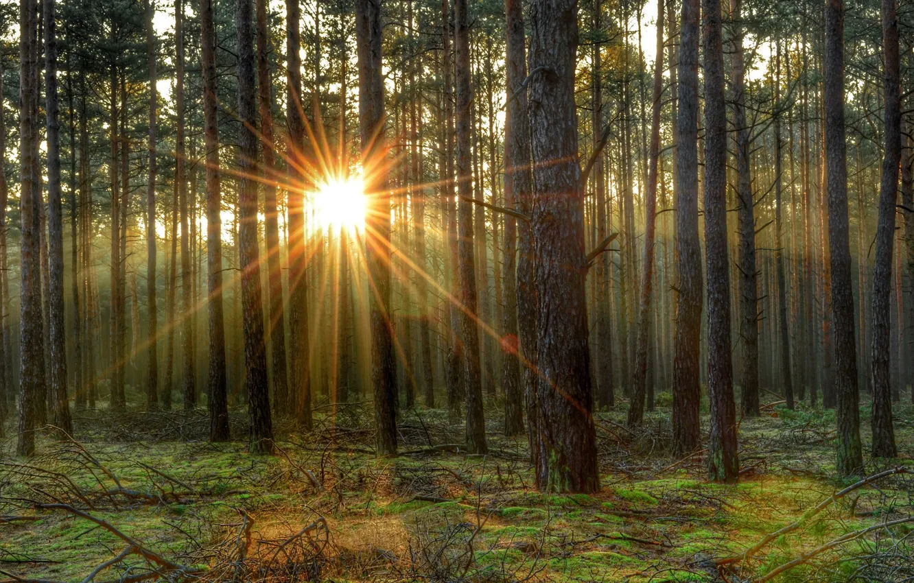 Wallpaper forest, the sun, tree, morning, forest, tree, morning, sun images  for desktop, section природа - download