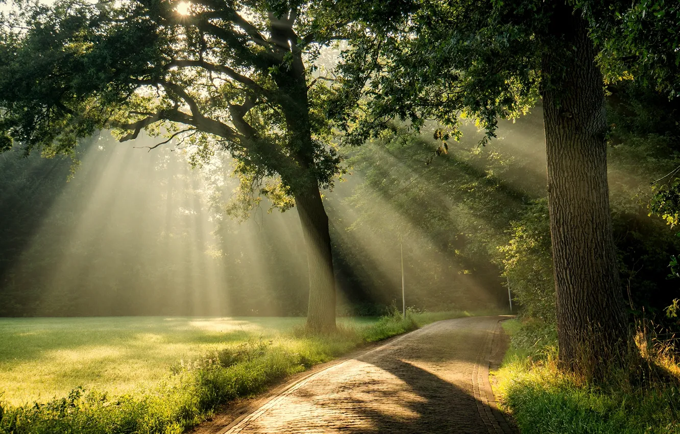 Wallpaper road, the sun, rays, light, tree, crown images for desktop ...
