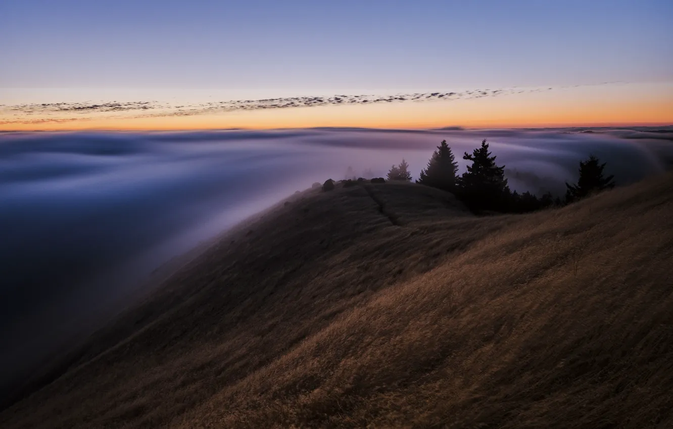 Photo wallpaper forest, the sky, fog, the evening, morning, CA, USA