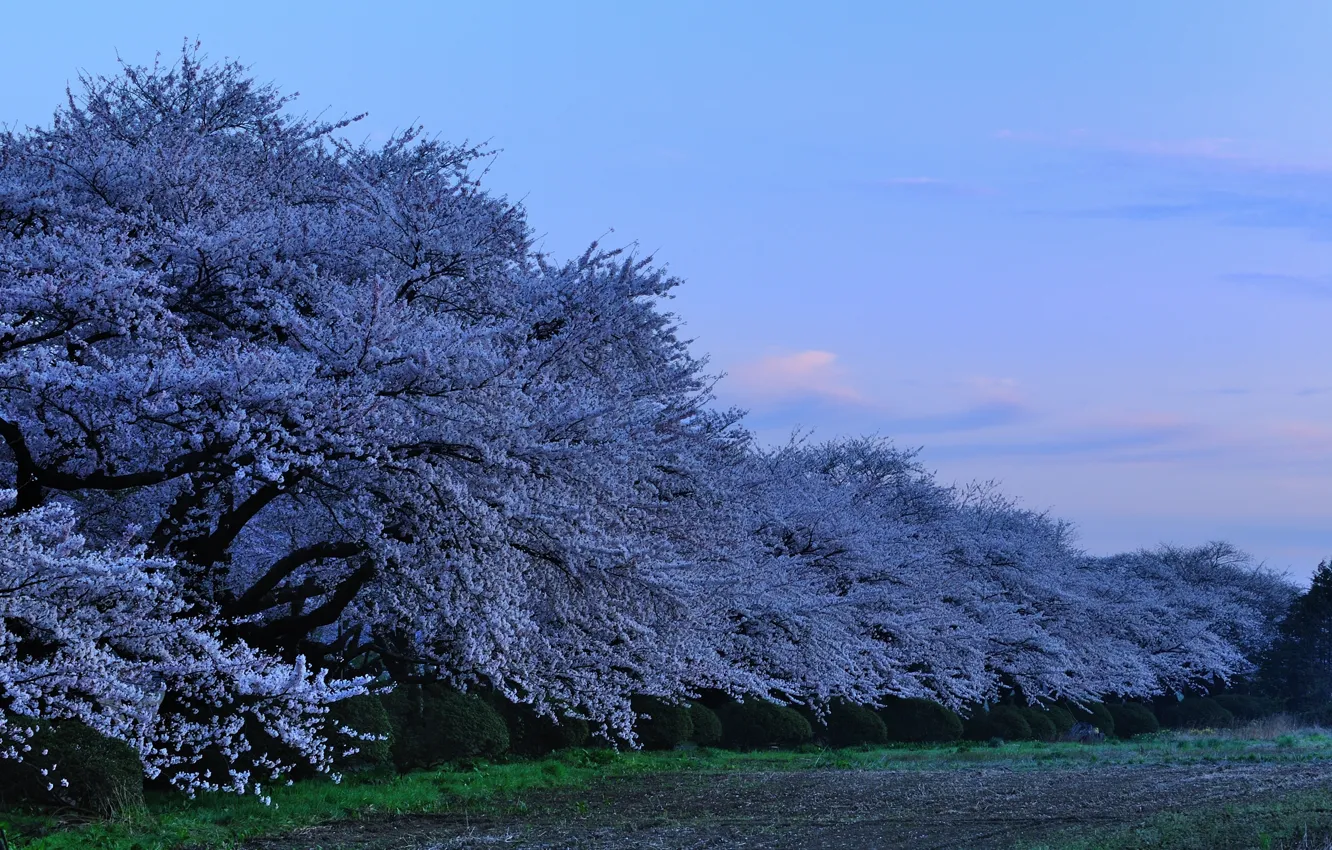 Photo wallpaper Japan, the evening, Sakura, japan, evening, sakura, cherry blossoms, Park in the Prefecture Kitakami, Kitakami …